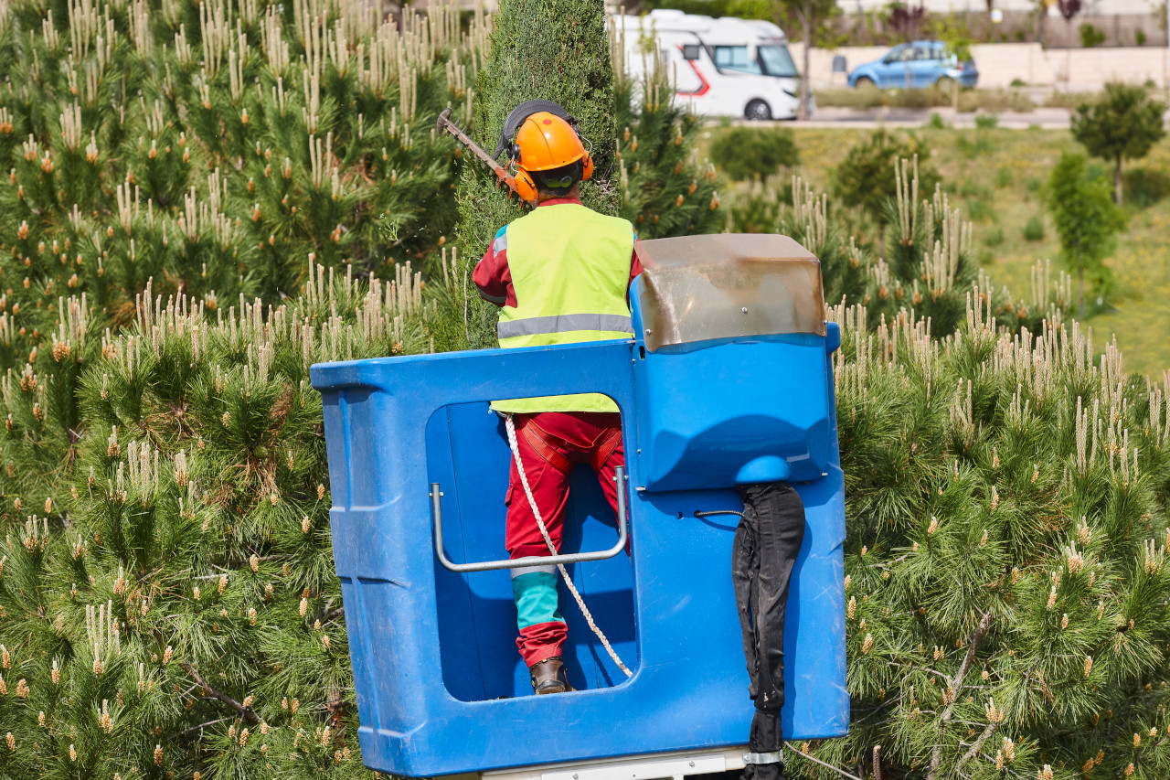 Elagage d arbre avec Atlantic Sud Paysage