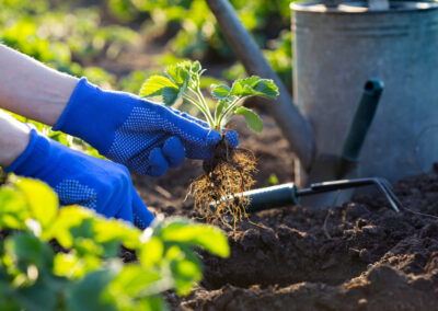 Entretien de jardins et espaces verts Atlantic Sud Paysage