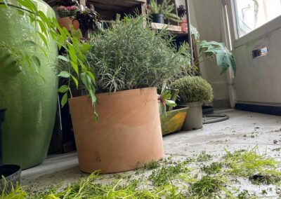 Jardinerie fine - magasin de plantes à Pornic