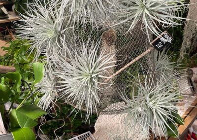 Jardinerie fine - magasin de plantes à Pornic