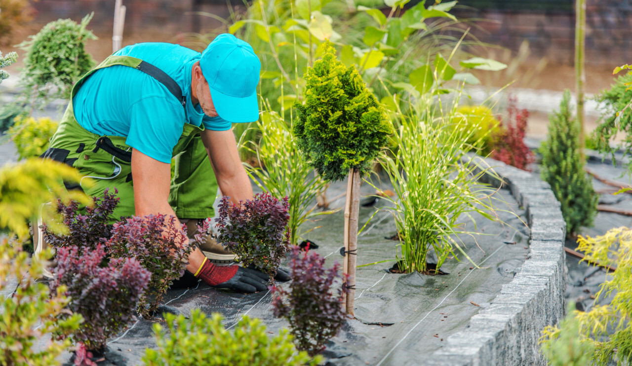 Jardinier plantant des arbustes pourpre.