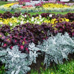 Jardin de fleurs colorées