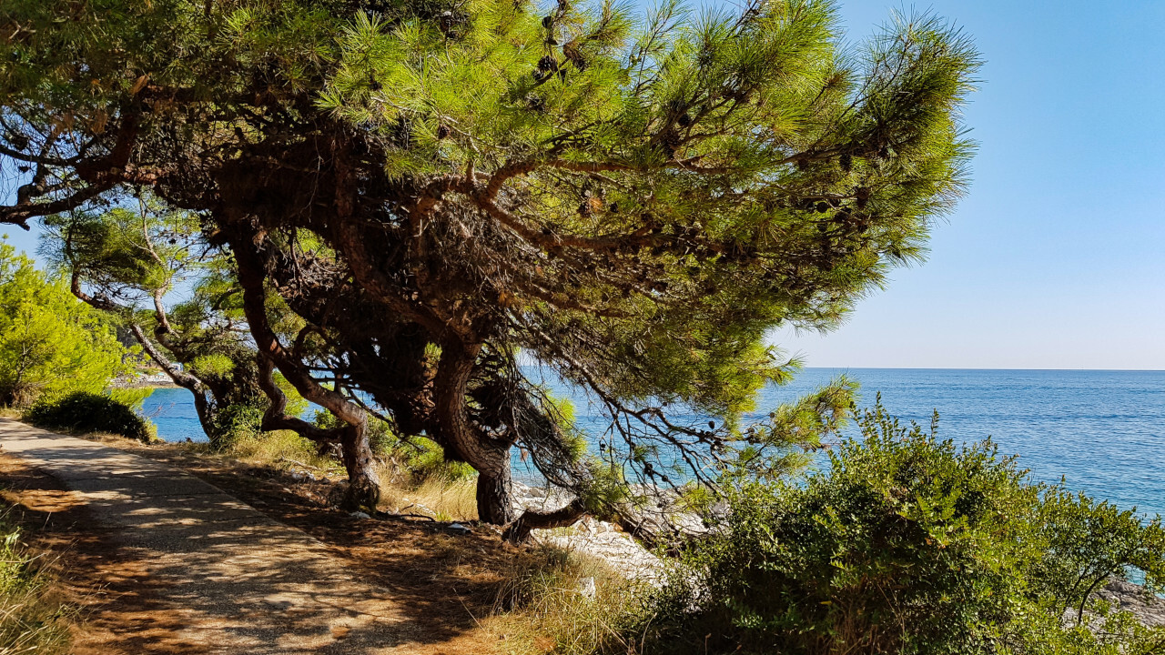 Pinède et mer bleue