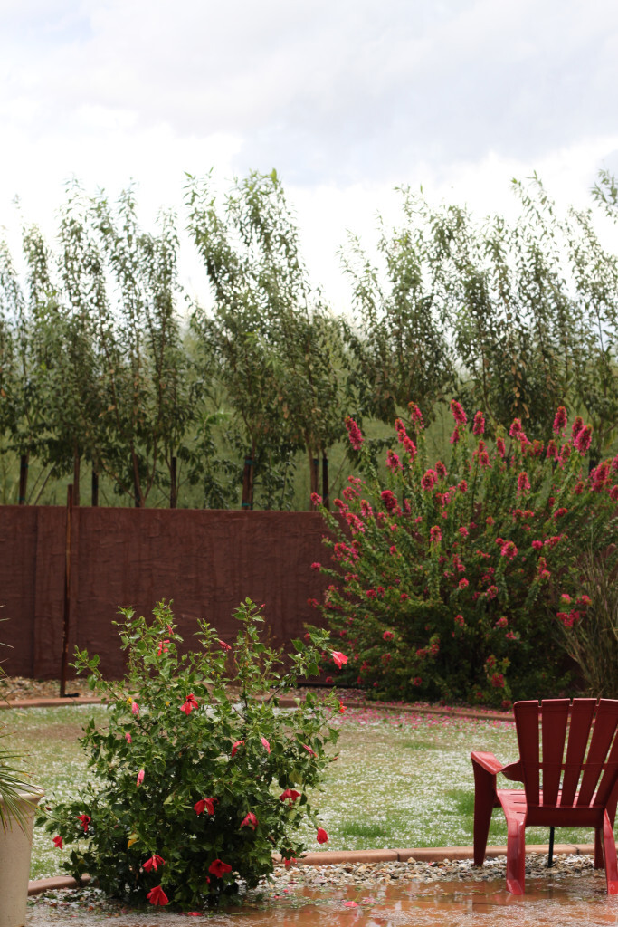 Jardin fleuri après la grêle