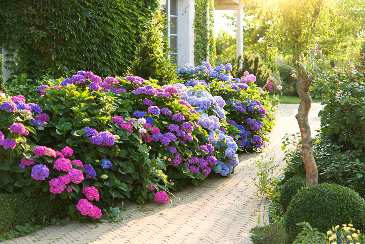 Hortensias roses et bleus fleuris